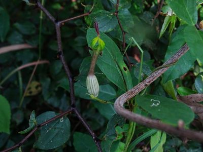 Ceropegia candelabrum, photographed by Ajit Ampalakkad