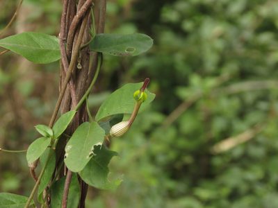 Ceropegia candelabrum, photographed by Ajit Ampalakkad