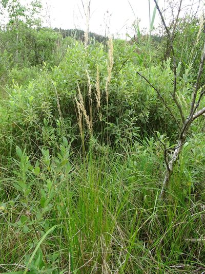 Calamagrostis stricta, photographed by Grzegorz Grzejszczak