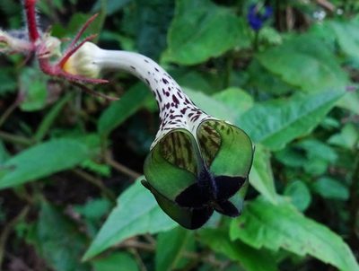 Ceropegia hirsuta, photographed by Ajit Ampalakkad