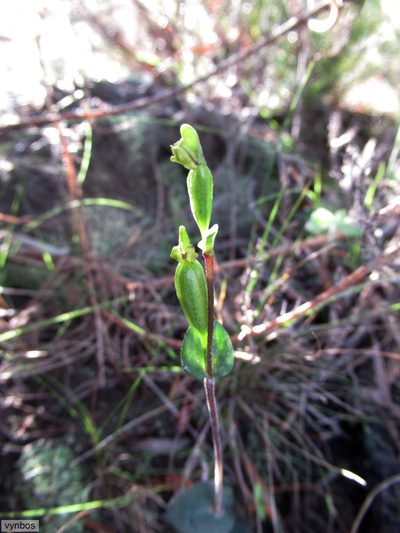 Disperis bodkinii, photographed by Chris Vynbos