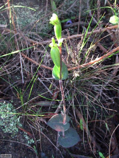 Disperis bodkinii, photographed by Chris Vynbos