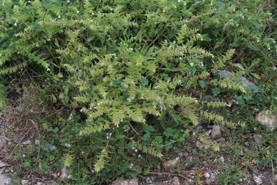 Nonea lutea, photographed by Dmitriy Bochkov