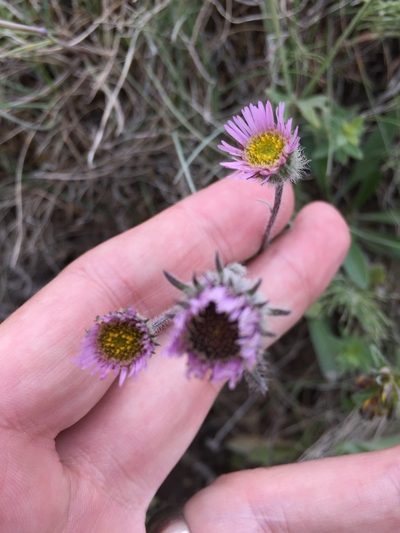 Erigeron borealis, photographed by Bill Michalek