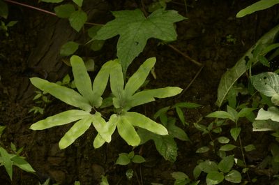 Lygodium flexuosum, photographed by P Jeganathan