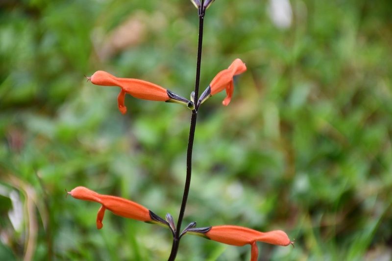 Salvia stolonifera, photographed by Neptalí Ramírez Marcial