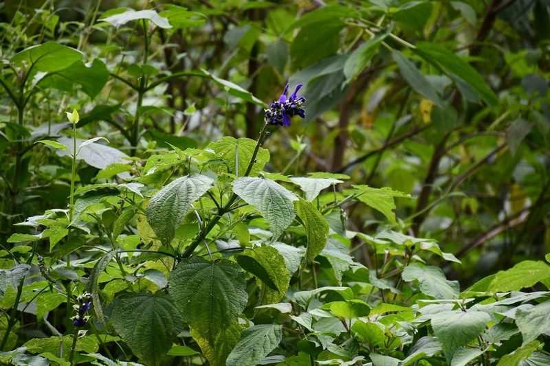 Salvia recurva, photographed by Neptalí Ramírez Marcial
