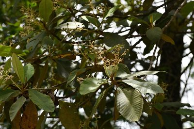 Saurauia scabrida, photographed by Neptalí Ramírez Marcial