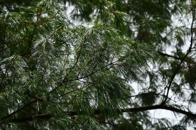 Pinus chiapensis, photographed by Neptalí Ramírez Marcial