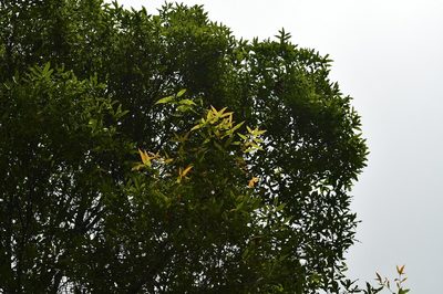 Quercus crispifolia, photographed by Neptalí Ramírez Marcial