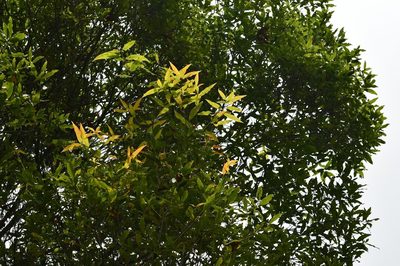 Quercus crispifolia, photographed by Neptalí Ramírez Marcial