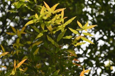 Quercus crispifolia, photographed by Neptalí Ramírez Marcial