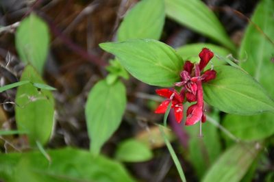 Crusea coccinea, photographed by Neptalí Ramírez Marcial