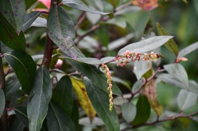 Gaultheria acuminata, photographed by Neptalí Ramírez Marcial