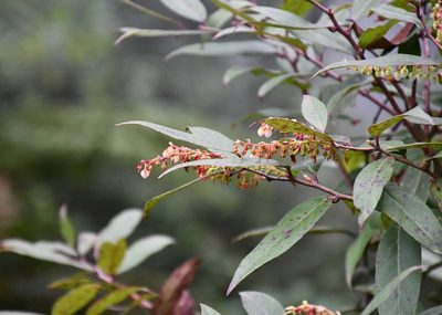 Gaultheria acuminata, photographed by Neptalí Ramírez Marcial
