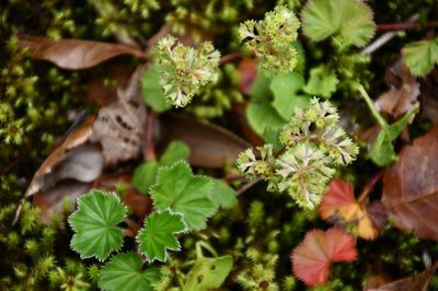 Alchemilla pectinata, photographed by Neptalí Ramírez Marcial