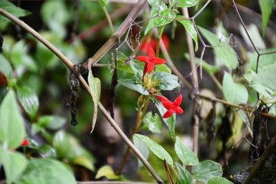 Crusea coccinea, photographed by Neptalí Ramírez Marcial