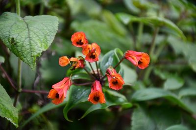 Bomarea acutifolia, photographed by Neptalí Ramírez Marcial