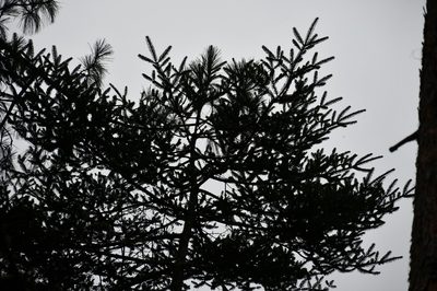 Abies guatemalensis, photographed by Neptalí Ramírez Marcial