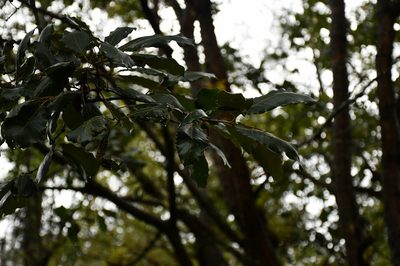 Quercus obtusata, photographed by Neptalí Ramírez Marcial
