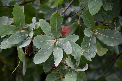 Quercus glaucoides, photographed by Neptalí Ramírez Marcial