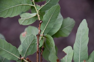 Quercus glaucoides, photographed by Neptalí Ramírez Marcial