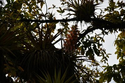 Tillandsia carlos-hankii, photographed by Neptalí Ramírez Marcial