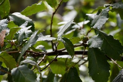 Quercus obtusata, photographed by Neptalí Ramírez Marcial