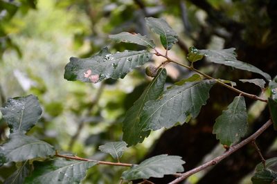 Quercus obtusata, photographed by Neptalí Ramírez Marcial
