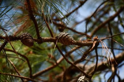 Pinus teocote, photographed by Neptalí Ramírez Marcial