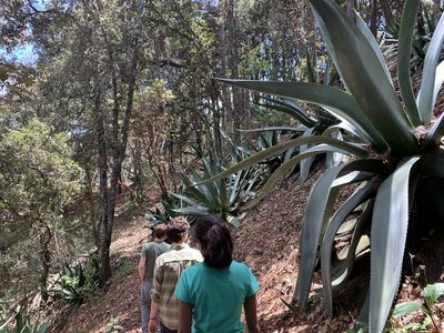 Agave atrovirens, photographed by Neal Kelso