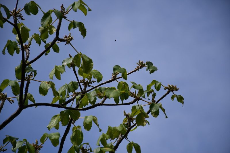 Amphipterygium simplicifolium, photographed by Neptalí Ramírez Marcial