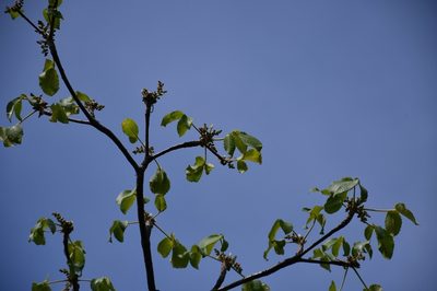 Amphipterygium simplicifolium, photographed by Neptalí Ramírez Marcial