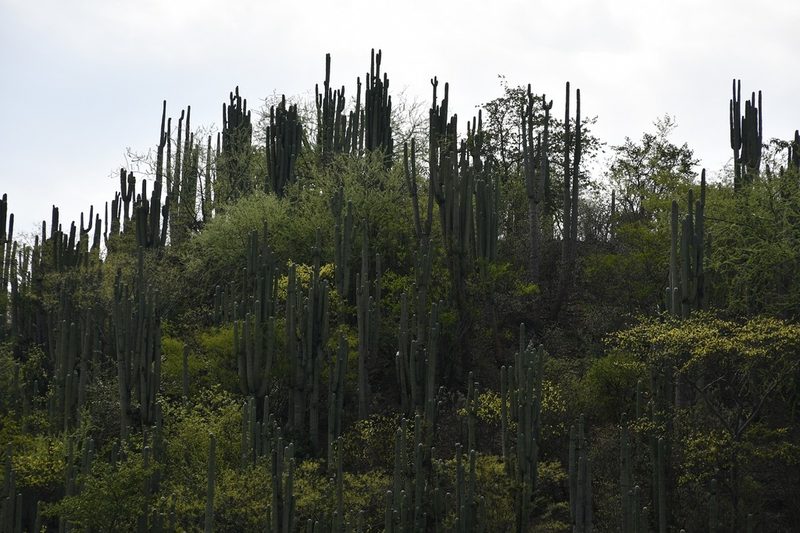 Cephalocereus nudus, photographed by Neptalí Ramírez Marcial