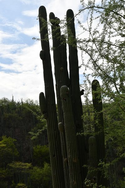 Cephalocereus nudus, photographed by Neptalí Ramírez Marcial