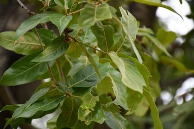 Quercus acutifolia, photographed by Neptalí Ramírez Marcial