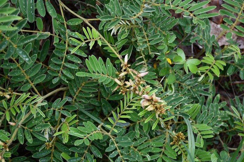 Astragalus guatemalensis, photographed by Neptalí Ramírez Marcial