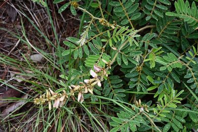 Astragalus guatemalensis, photographed by Neptalí Ramírez Marcial