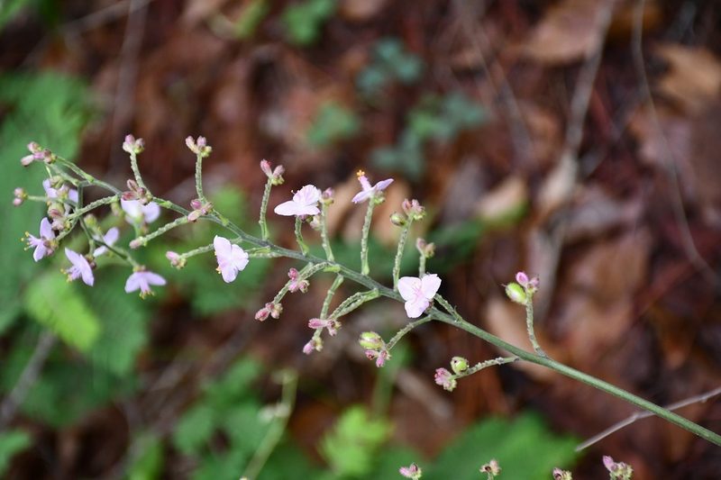 Thyrsanthemum floribundum, photographed by Neptalí Ramírez Marcial