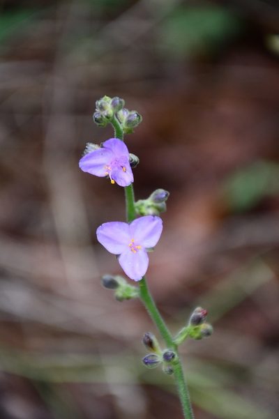 Thyrsanthemum floribundum, photographed by Neptalí Ramírez Marcial