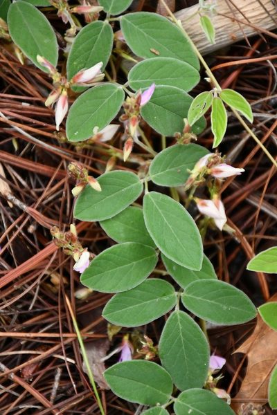 Clitoria polystachya, photographed by Neptalí Ramírez Marcial