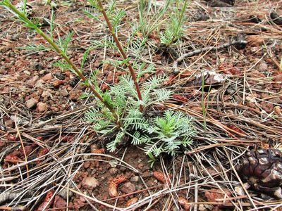 Ipomopsis arizonica, photographed by John Brew