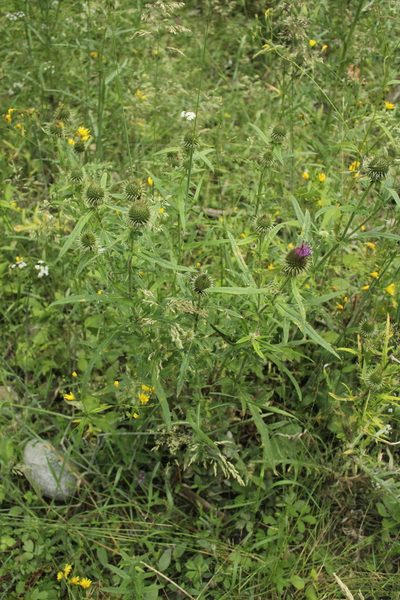 Cirsium ciliatum, photographed by Dmitriy Bochkov