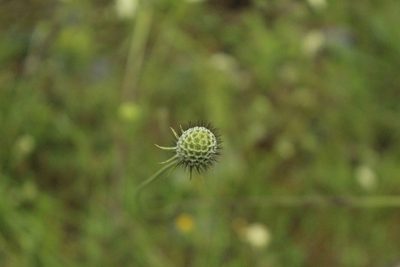 Scabiosa bipinnata, photographed by Dmitriy Bochkov