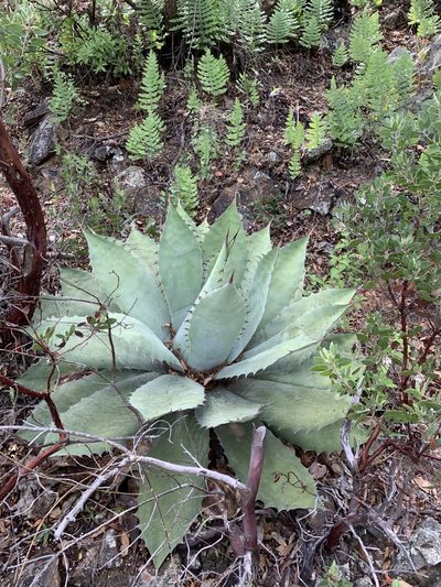 Agave seemanniana, photographed by Neal Kelso