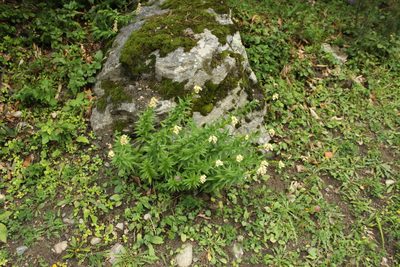 Digitalis ciliata, photographed by Dmitriy Bochkov