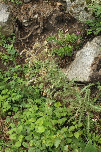 Cirsium echinus, photographed by Dmitriy Bochkov