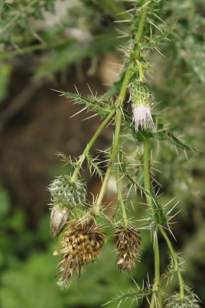 Cirsium echinus, photographed by Dmitriy Bochkov