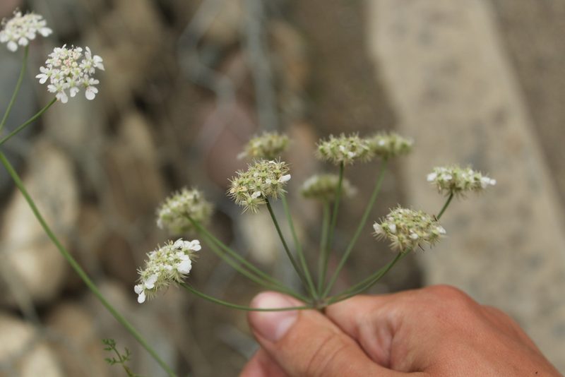 Astrodaucus orientalis, photographed by Dmitriy Bochkov