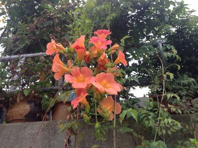 Campsis grandiflora, photographed by Kim, Hyun-tae